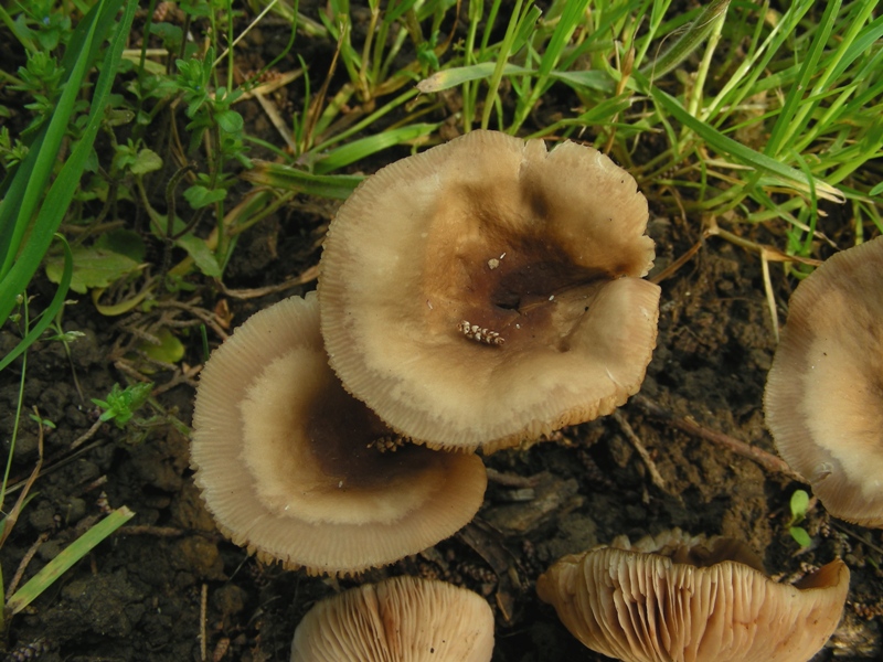 Escursione al parco dei cedri